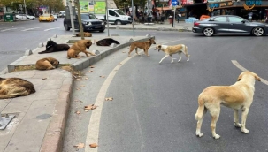 Sokak hayvanları için düzenleme Meclise sunuldu