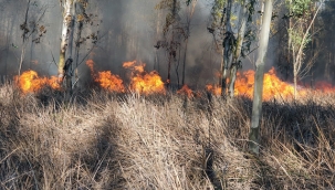İspir'de orman yangını