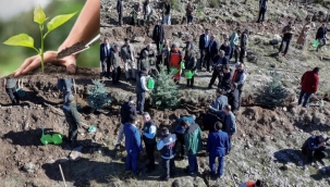 Palandöken'e 60 bin fidan daha...