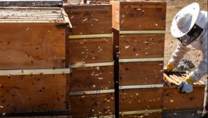 Oltu'da arı üreticilerine destek