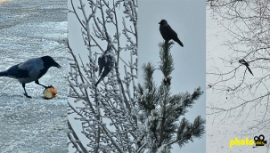 Erzurum'da kış, sis, kuşlar...