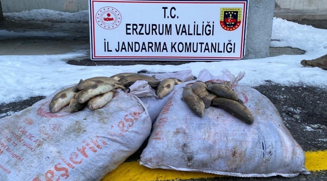 Sazancı sazanları Jandarma yakaladı