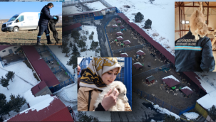 Büyükşehir, barınağın kapasitesini artırıyor