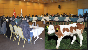 DAP BÖLGESİNDE, 'BUZAĞILAR ÖLMESİN' 