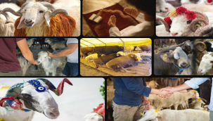 Kurban kesim fiyatları açıklandı