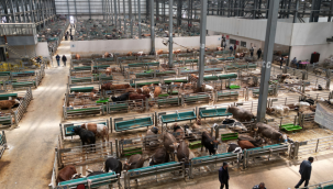 Avrupa'nın en büyük Canlı Hayvan Borsası...