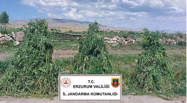 Kök kenevir bitkisi ile mücadele...