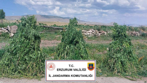 Kök kenevir bitkisi ile mücadele...