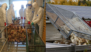 H5N1 hızla yayılıyor