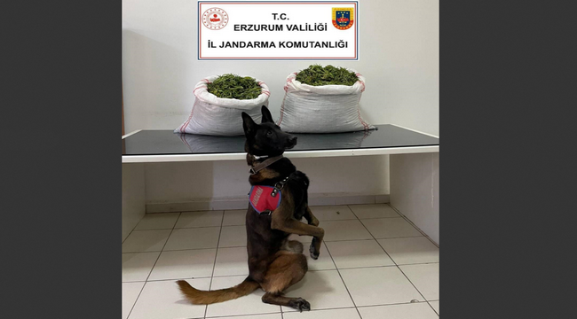 Jandarma'dan uyuşturucu operasyonu