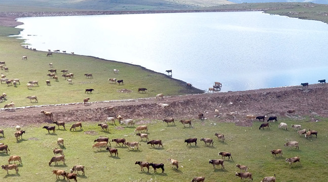 11 yılda 800 gölet