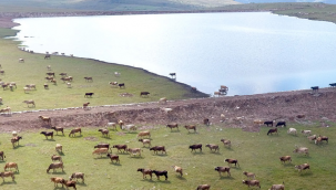 11 yılda 800 gölet