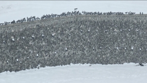 Erzurum'da kar yağışı etkili oluyor