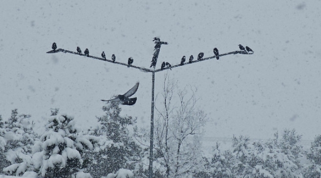 Erzurum Kışta İkinci Yarı Başladı