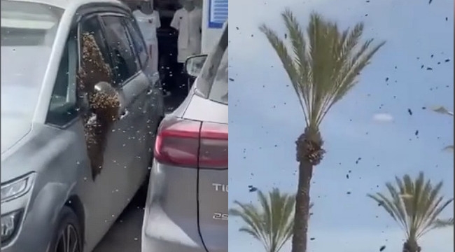 İsrail'de arı istilası...