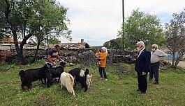 140 kadın üreticiye 420 kıl keçisi dağıtıldı