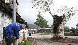 500 yılık çınar ağacı, kuvvetli yağışa dayanamadı