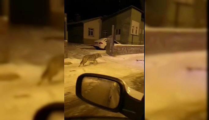 Aç kalan kurtlar Sarıkamış'a indi