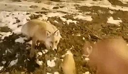 Aç kalan tilkiyi eliyle besledi