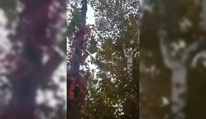Ağaçta mahsur kalan papağanı itfaiye kurtardı
