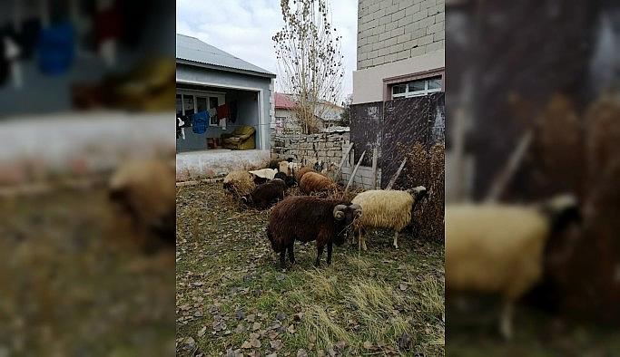 Ağrı'da küçükbaş hayvan çaldığı iddia edilen 2 kişi serbest bırakıldı