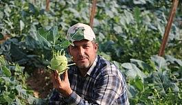 Alanya'da şifası saymakla bitmeyen alabaş hasatı başladı