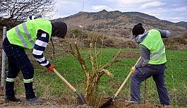 Aliağa Belediyesinden Çıtak Mahallesine 600 nar ağacı