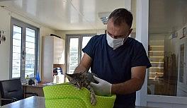 Aliağa'da 2020 yılında 4 bin 72 sokak hayvanının bakım ve tedavisi yapıldı