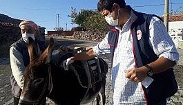 Aliağa'da tek tırnaklı hayvanlara çipli takip