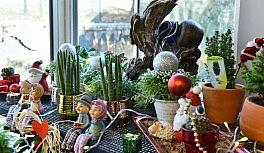 ANFA Bitki Evi'nde yeni yıl çiçekleri Başkentlileri bekliyor