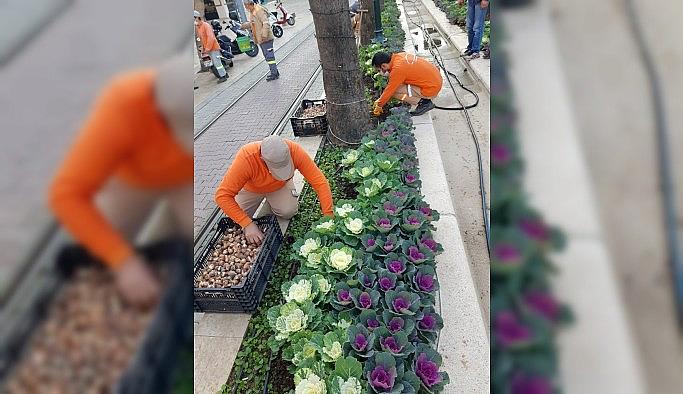 Antalya caddelerine 161 bin adet lale, sümbül, çiğdem soğanı