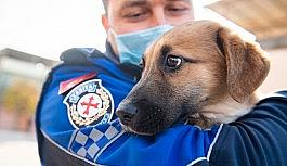 Aracın çarptığı yavru köpeği zabıta sahiplendi