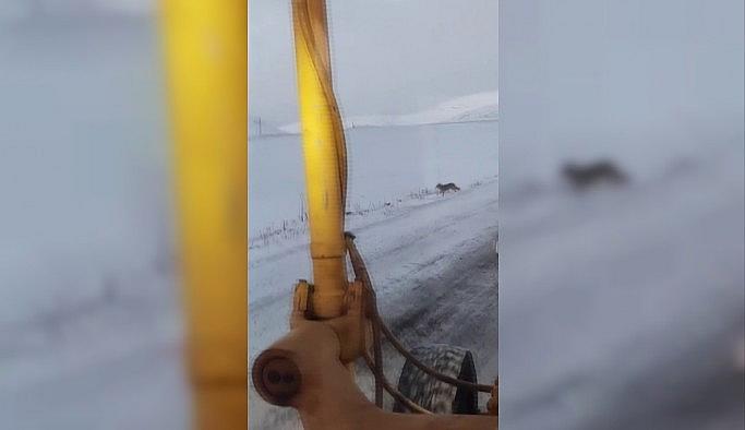 Ardahan'da kurt sürüsü karayoluna indi