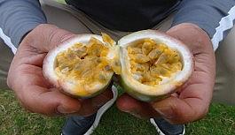 Aşk meyvesi olarak biliniyor, tanesi 20 liradan satılıyor