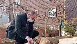 Başkan kısıtlamada sokak köpeklerini sütle besledi