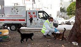 Bayraklı Belediyesi sokağa çıkma kısıtlamasında sokak hayvanlarını unutmadı