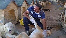 Bingöl'de 110 sokak hayvanı sahiplendirildi