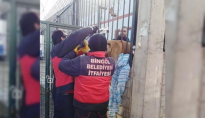 Bingöl'de demir parmaklıklara sıkışan köpek kurtarıldı