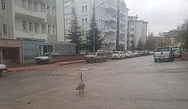 Boş sokakta kaz gezintiye çıktı