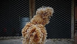 Bu tavuklar yemeklik değil seyirlik