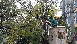 Buca'nın ağaçlarına kışlık önlem