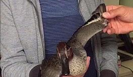 Bulduğu yaralı yaban ördeği sahiplendi