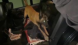 Bursa'da narkotik köpeği Galya 900 gram metamfetamin buldu