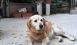 Can dostu çalındı hayatı alt üst oldu