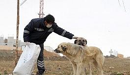 Çankaya Belediyesi sokak hayvanlarını unutmuyor