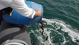 Çeşme Marina Deniz Patlıcanı Projesi başarıyla devam ediyor