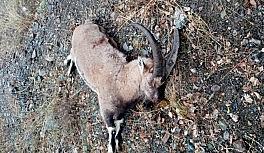 Dağ keçisini organize şekilde vuran 3 şahsa 83 bin TL ceza