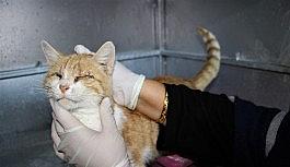 Depremde 2 kedi gözlerini kaybetti, şimdi sıcak yuva bekliyor