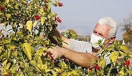 Döşemealtı, ilçeyi kendi ürettiği bitkilerle güzelleştiriyor