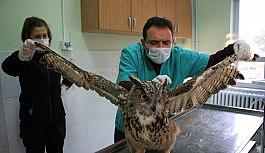 Elazığ'da devasa görünümlü "Kulaklı Orman Baykuşu" bulundu